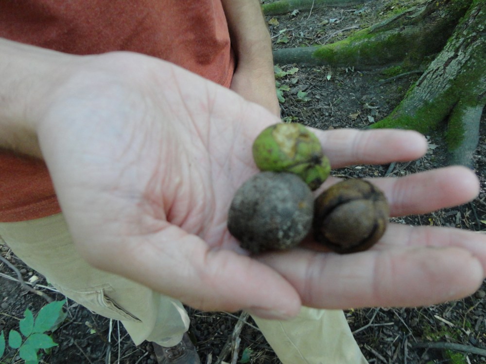 Red hickory nuts at Dryden Tract. 