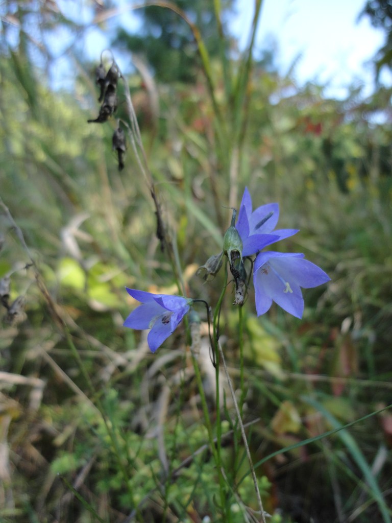 American bellflower at Dryden Tract. 