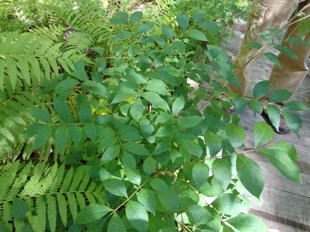 Poison Sumac at Sudden Tract. 