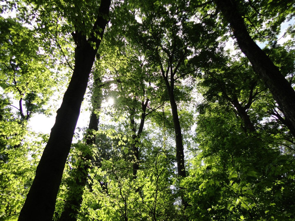 Incredible lighting inside the forest. 