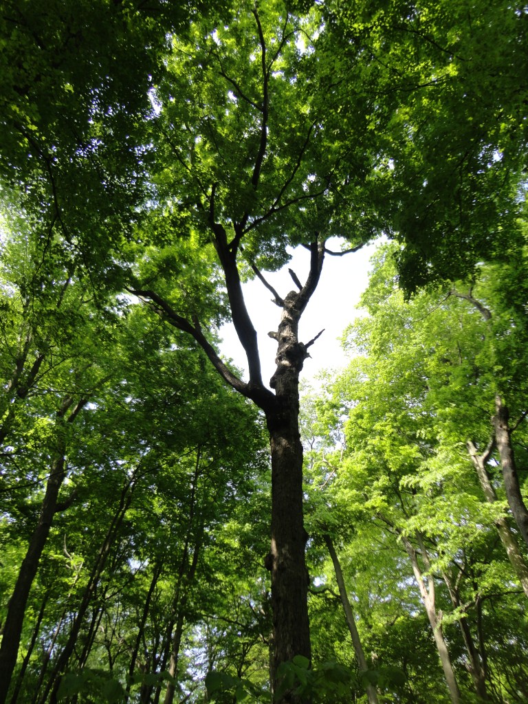 These trees have withstood incredible weather forces over the years. 