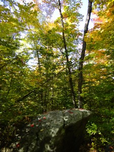 A hike in Sundridge, Ontario.