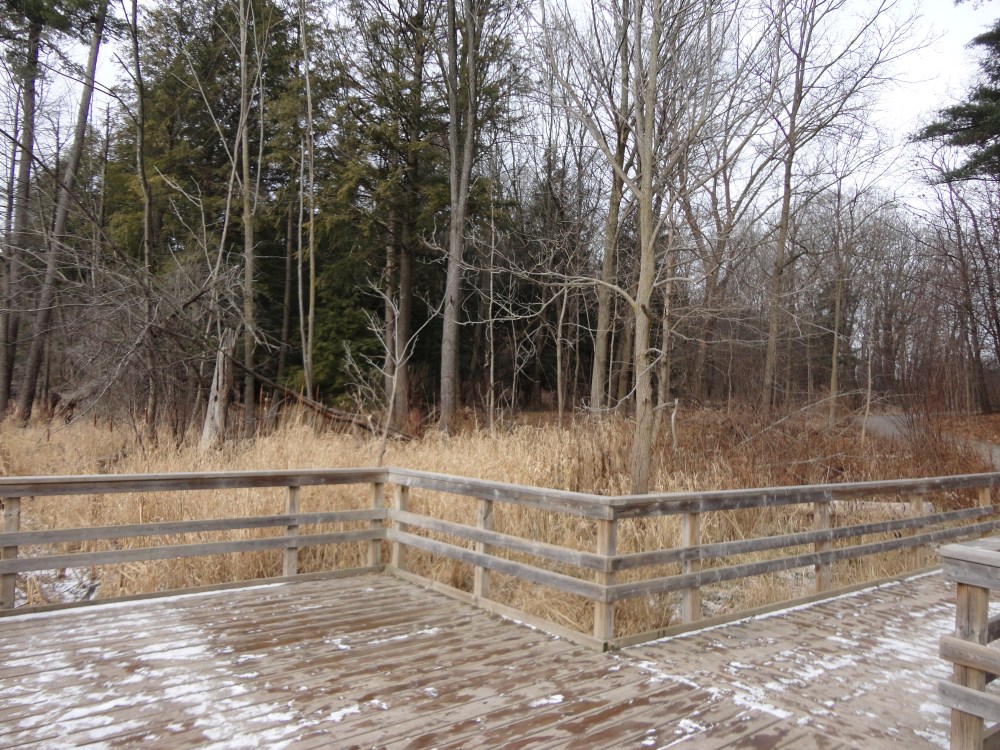 A boardwalk looking out over the 'Board of Education' pond. 