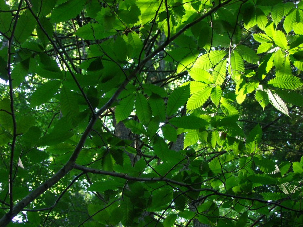 The "American Sweet Chestnut" is the native tree; "American Horse Chestnut" is a cultivated, non-native variety. 