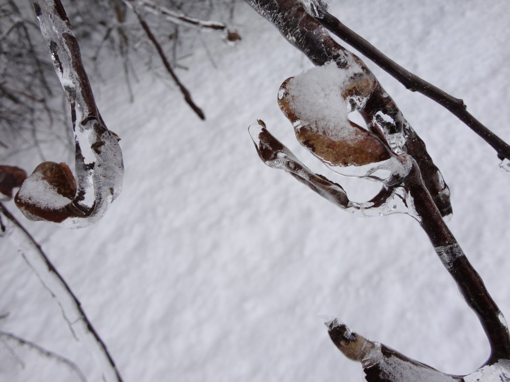 The December 2013 ice storm added visual pleasure to my hikes. 