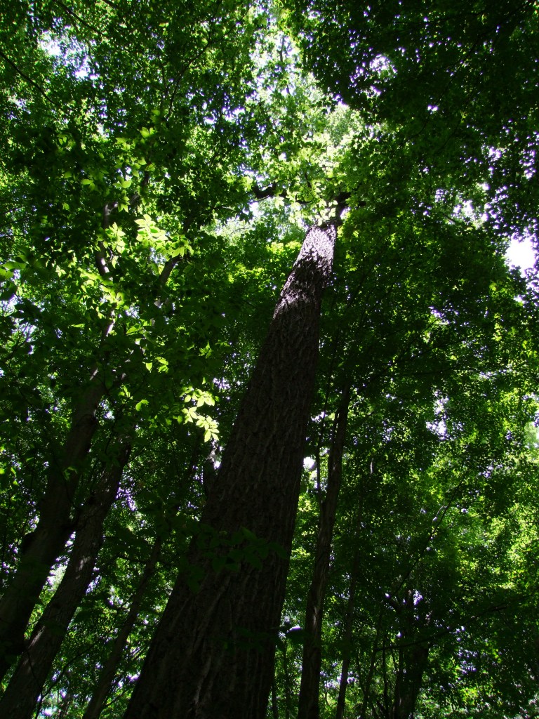 A view looking up at the beautiful summer foliage. Sigh. Photo courtesy of William Van Hemessen.