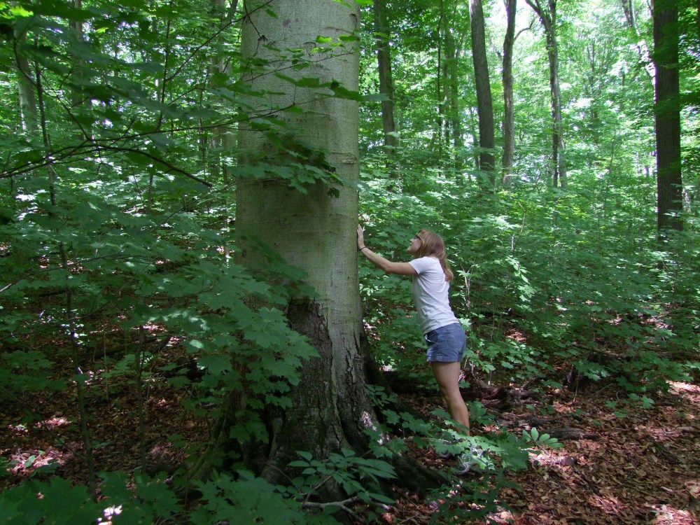 The author sizes up a tree. Photo courtesy of William Van Hemessen.
