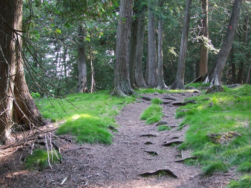 Mossy patches make a good place for magical creatures - and earthly wildlife!