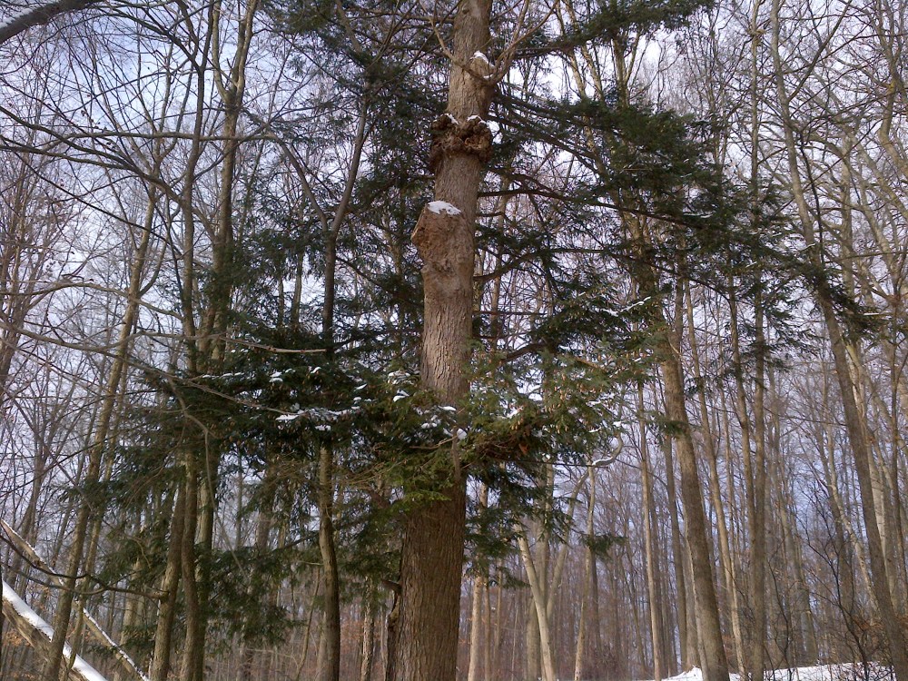 Hemlock trees had a dash of colour in January. 