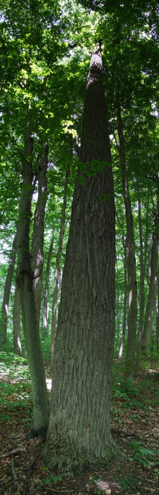 The height of the sassafras trees in Backus Woods is incredible. Photo courtesy of William Van Hemessen. 
