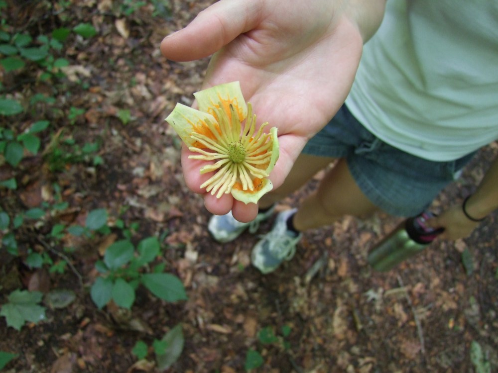 A tulip tree leaf is attractive, but the flower even more so. Photo courtesy of William Van Hemessen.