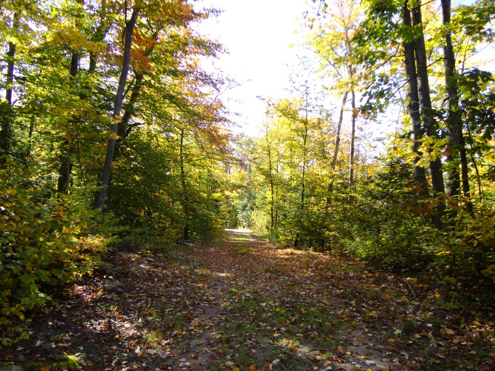 A laneway covered with fall colours.