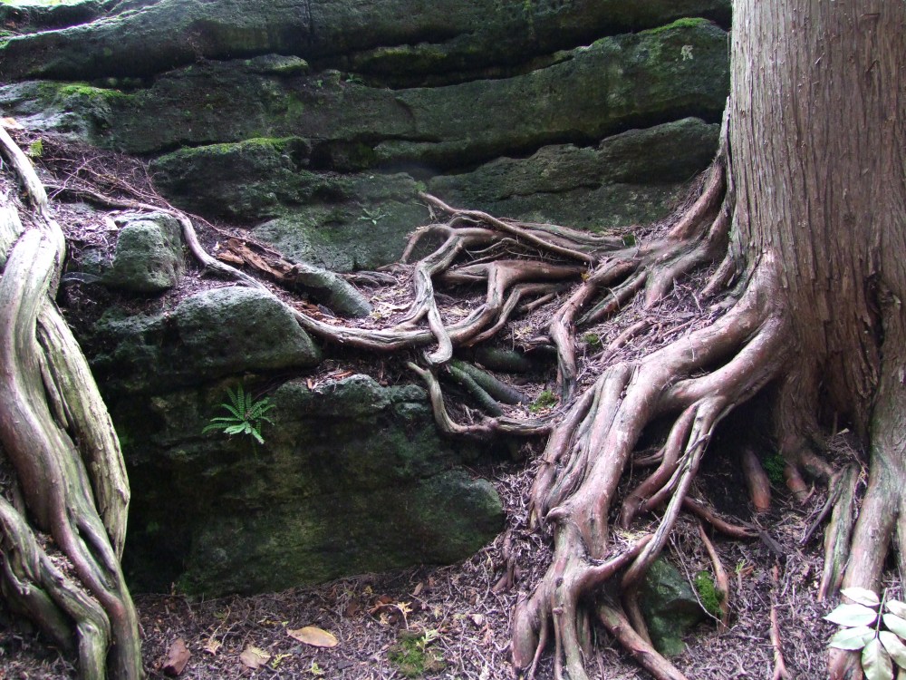 These roots look sentient to me!