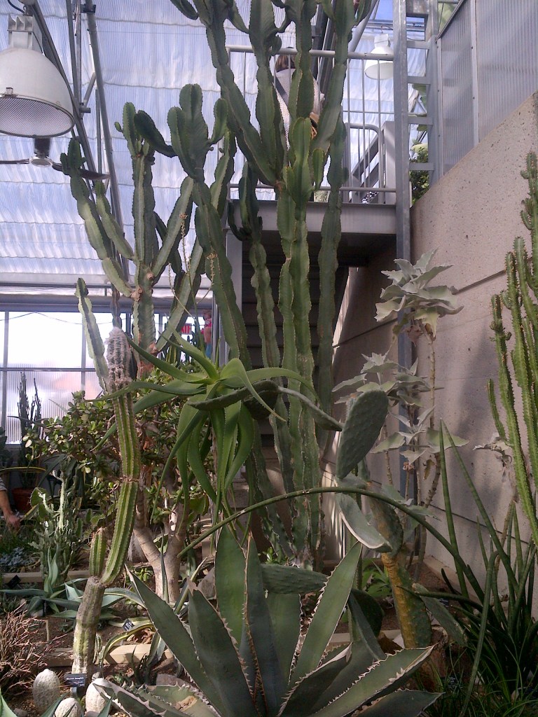 Tall, spiny cacti. 