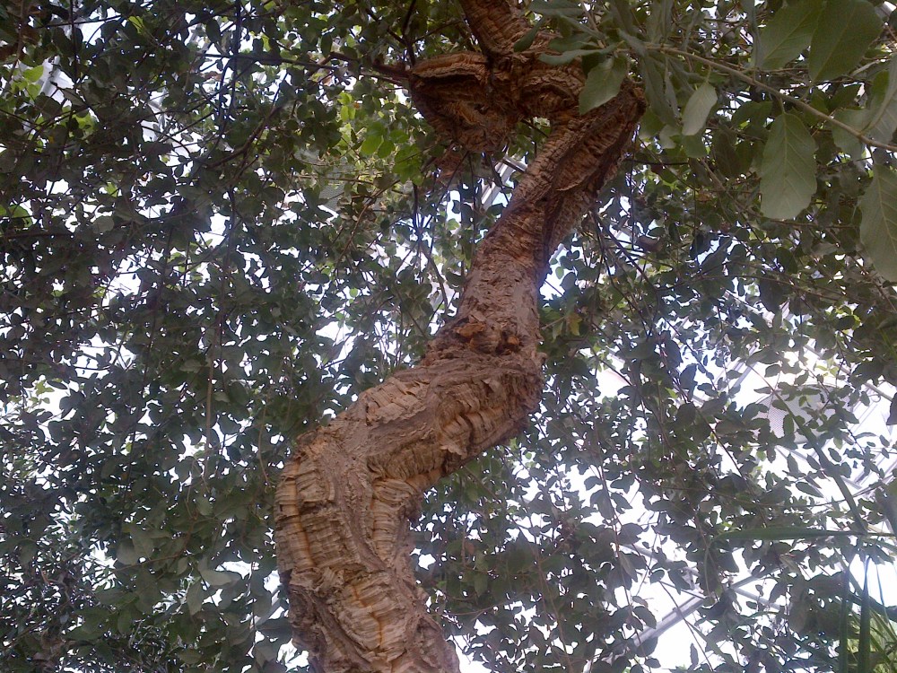 The Cork Oak. 