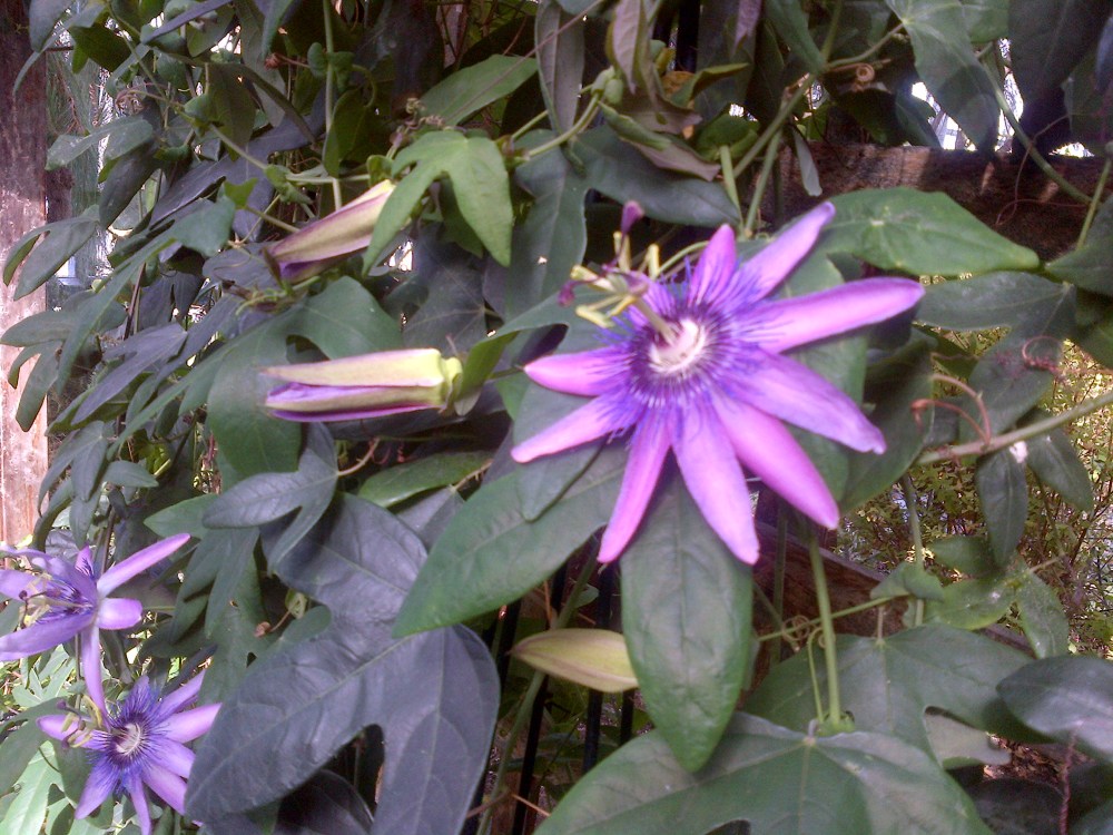 Passionflower. 