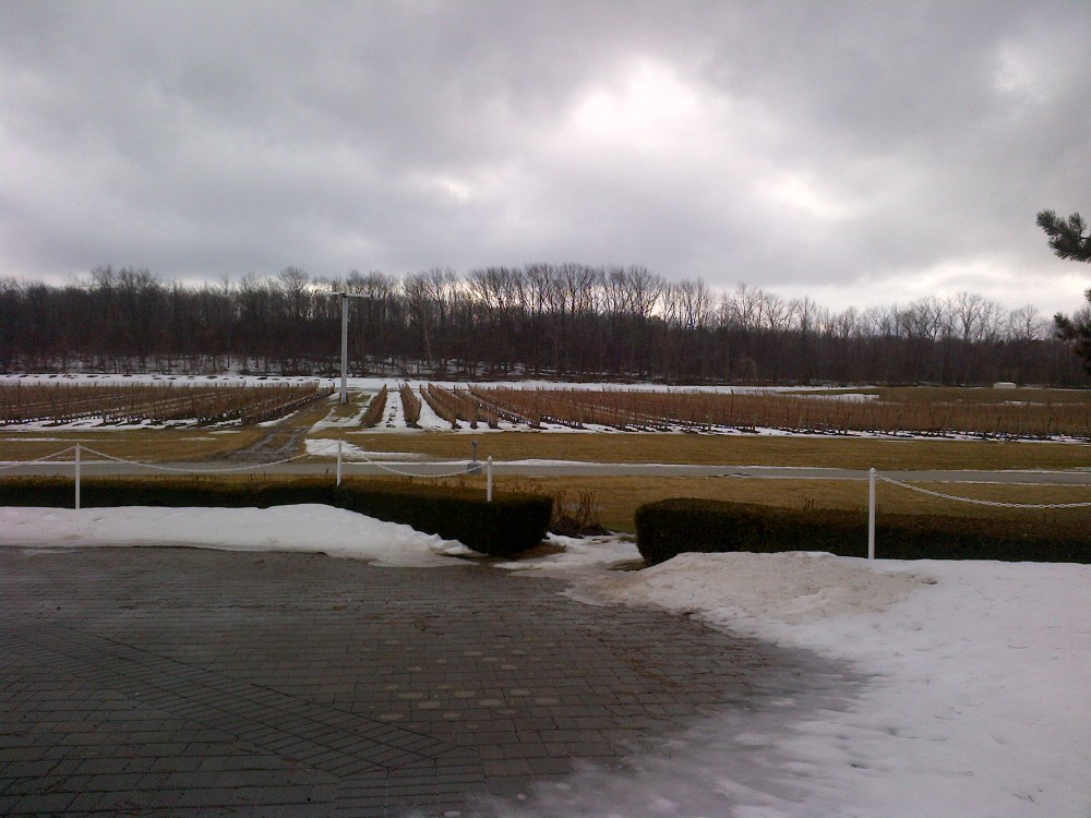 Fields of grapes growing for wine. Oriented North-South for best light. 