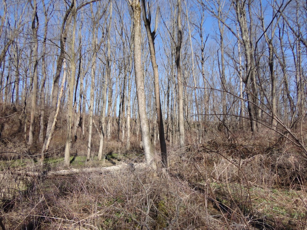 In the St. Williams Conservation Reserve. 