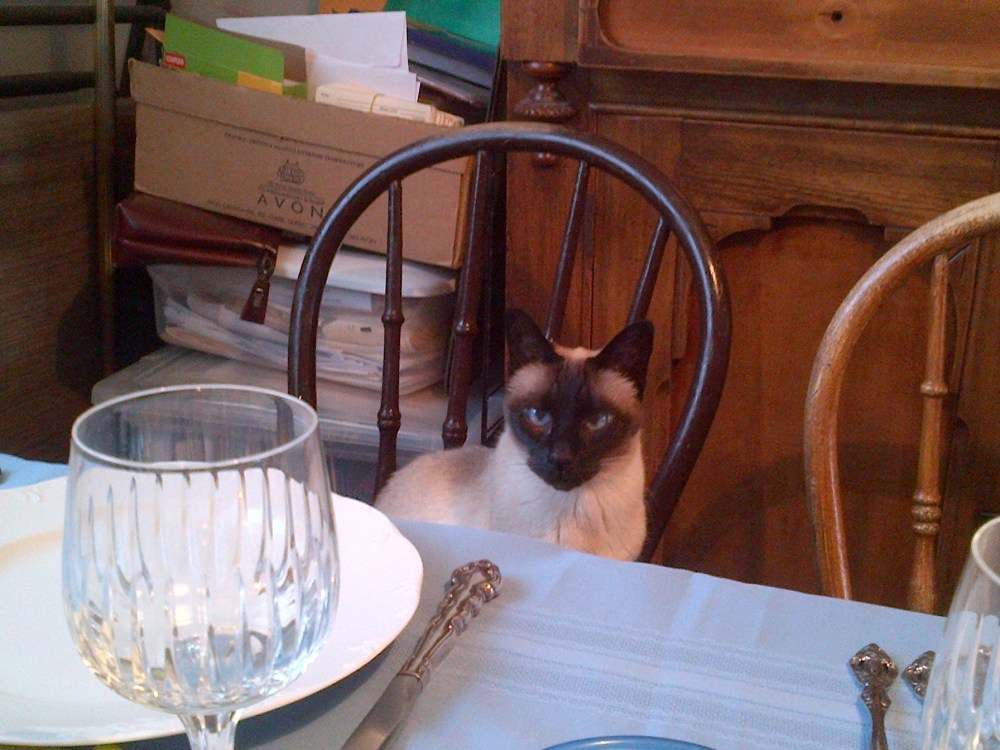 Bamboo awaits her lavish dinner. 