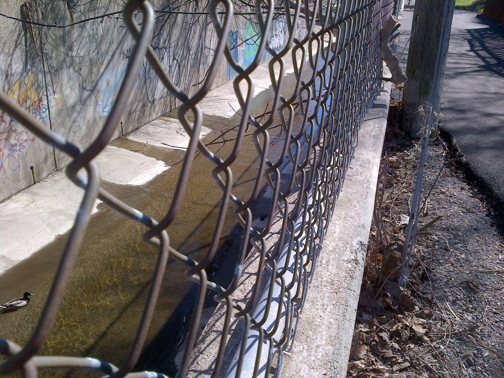 There is a duck in that stream somewhere. 