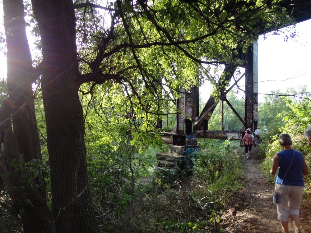 The sunlight shines down through the trees. 