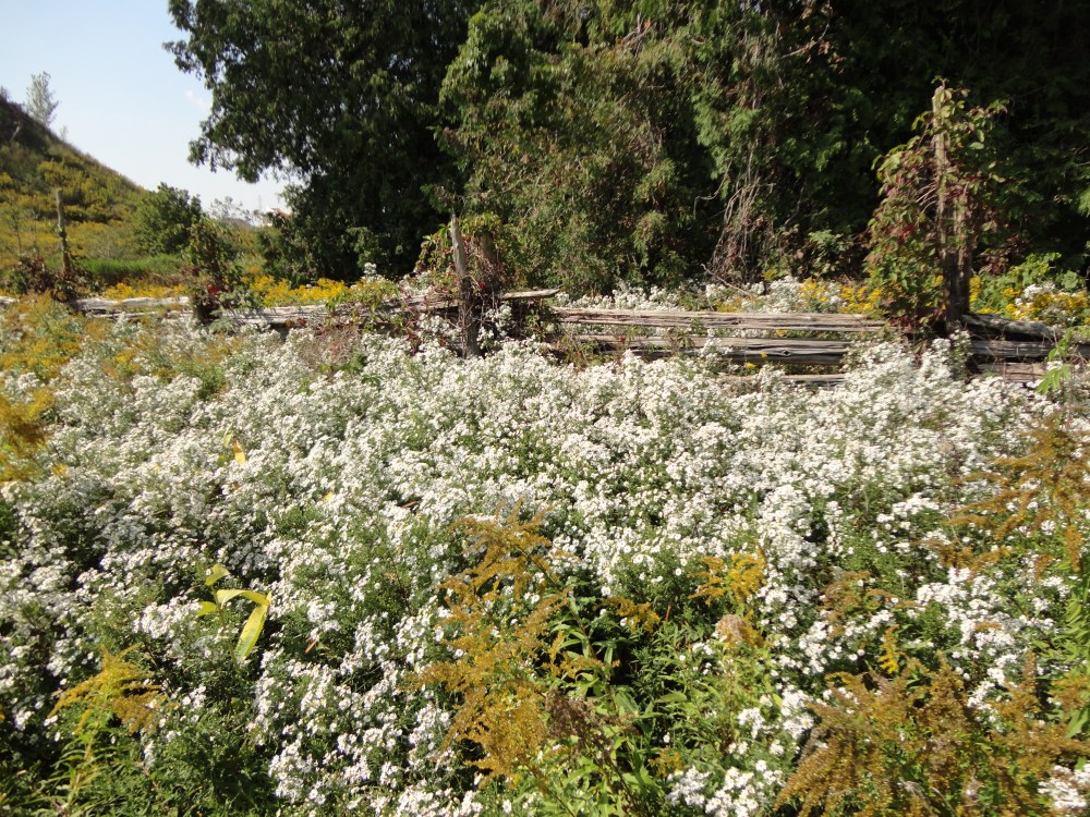 A lovely collection of wild flowers. 