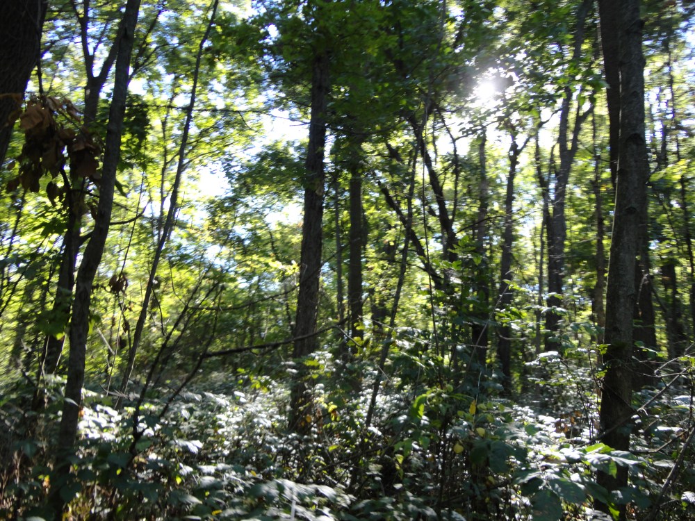 Understory along the trail. 