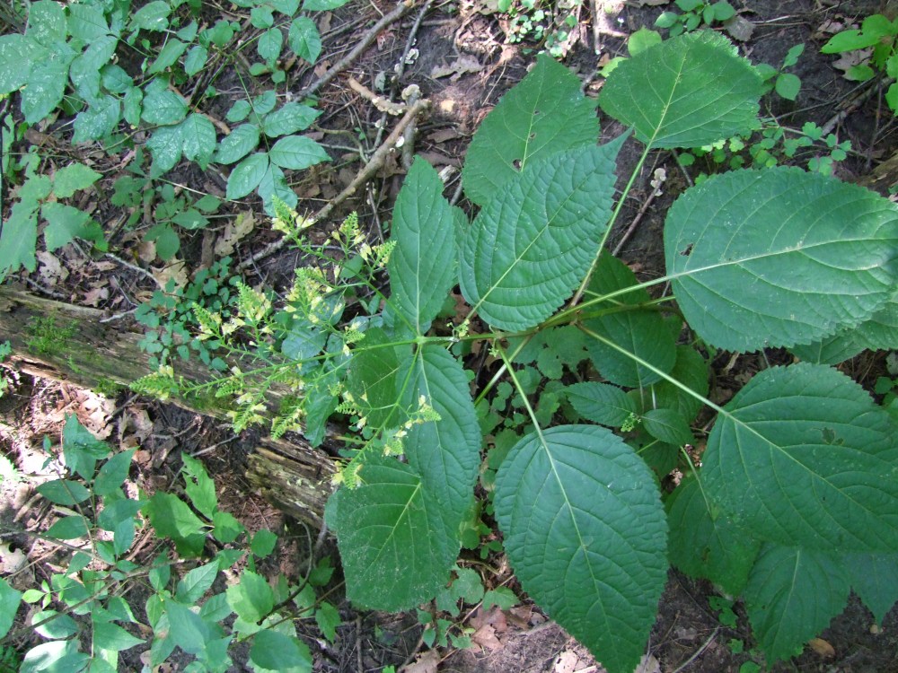 Stone root, or Collinsonia canadensis.