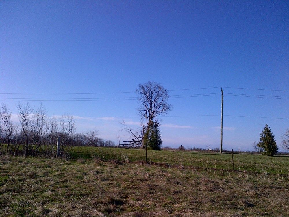The shoe tree, seen from afar. 