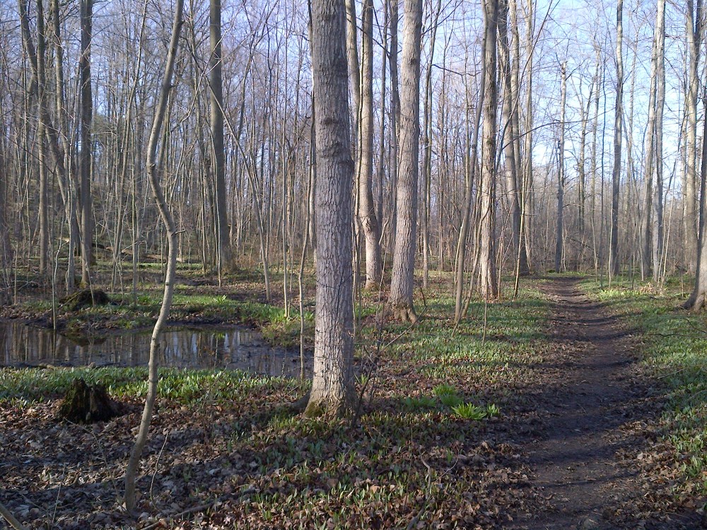 A lovely understory. 