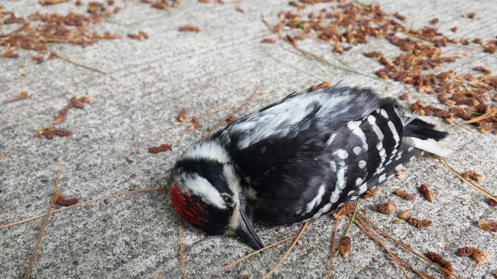 Exquisitely beautiful in death; this woodpecker was buried in a respectful ceremony. 