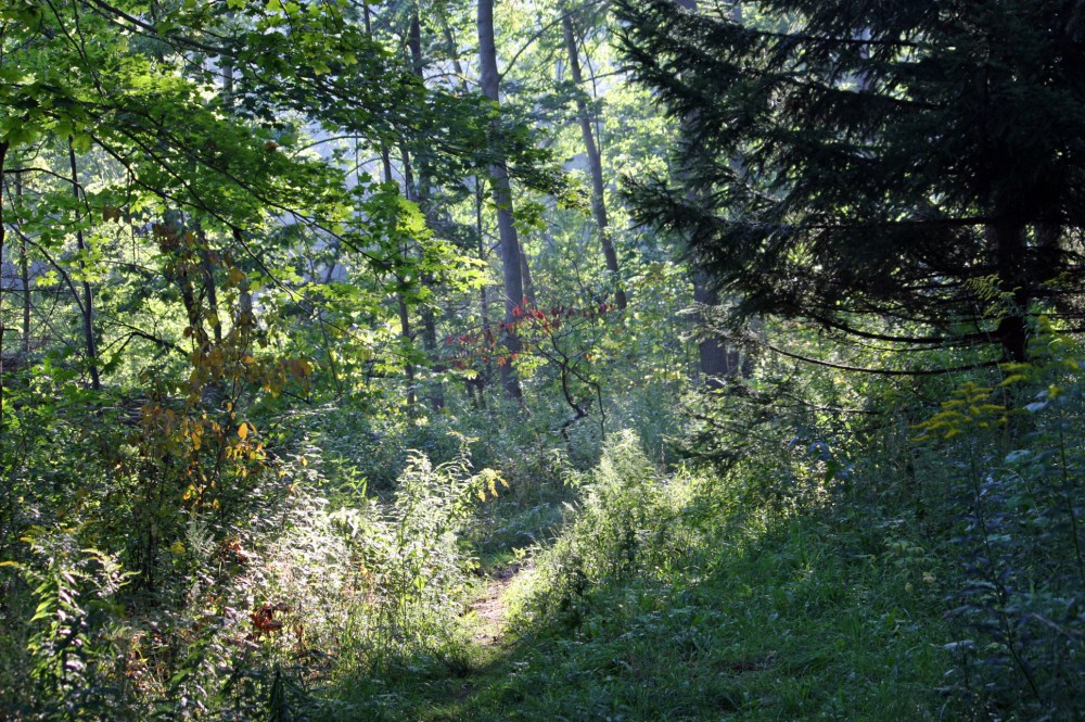 Peeking into the woods. 