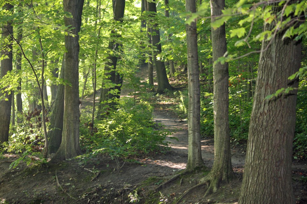A view of the trails. 