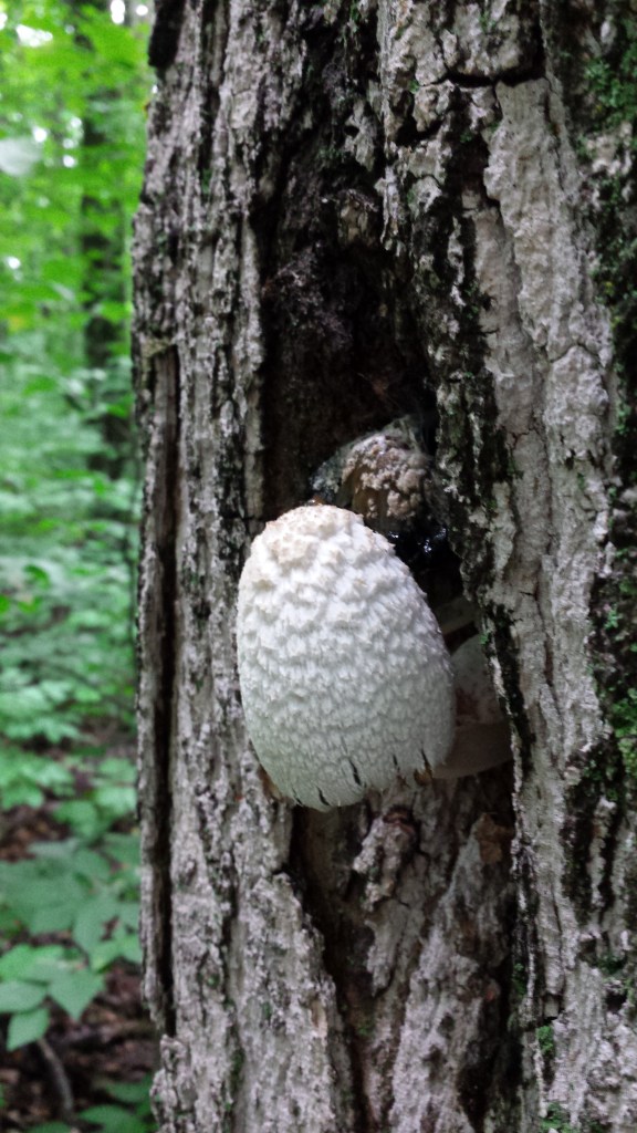 Fungi on a tree. 