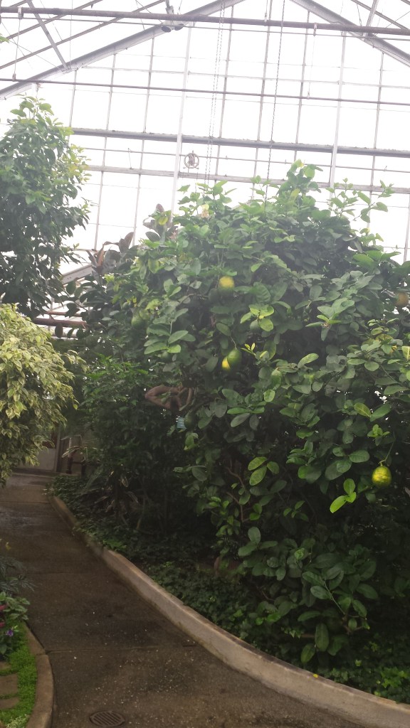 Huge citrus-like fruits!