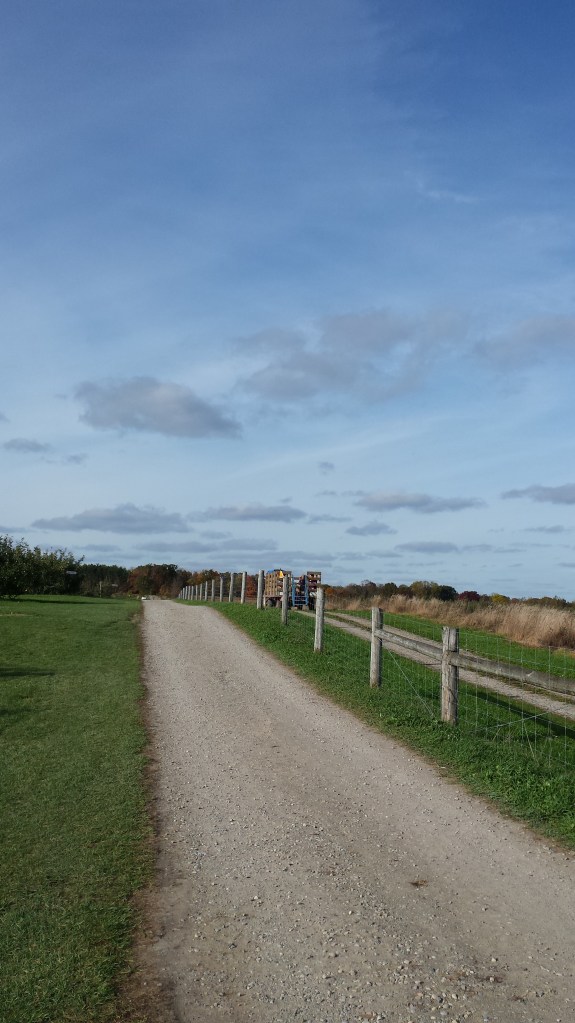 Apple picking at an orchard in St. George, ON. 