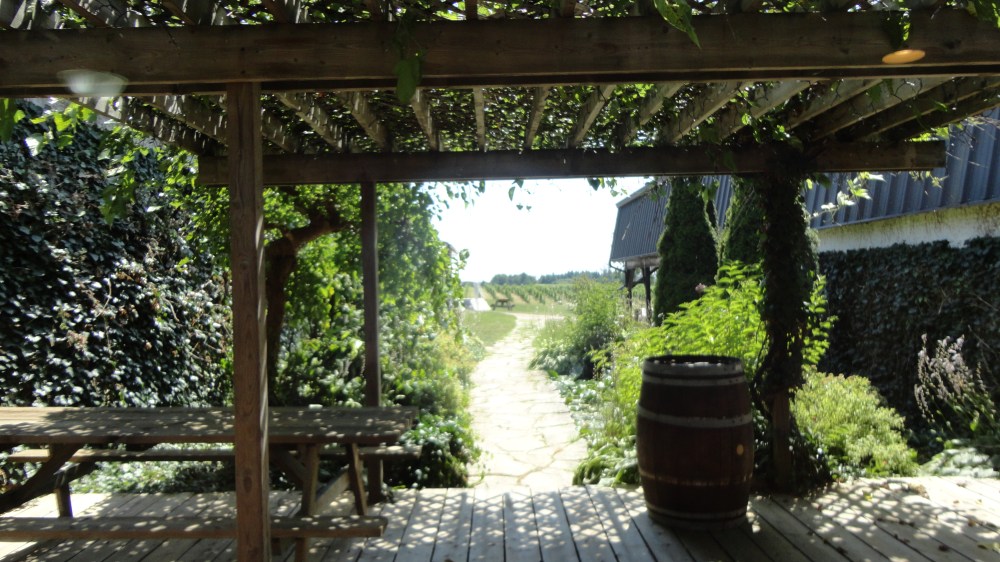 Looking out from the store into the vineyards.
